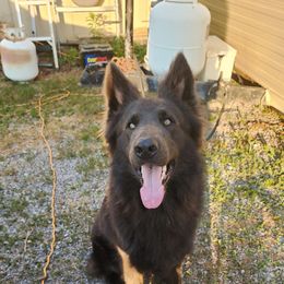 Bmo - German Shepherd