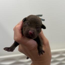 Slate - Light Blue Collar - Chocolate male Labrador Retriever puppy in Elloree, South Carolina from Moonlight Kennels LLC