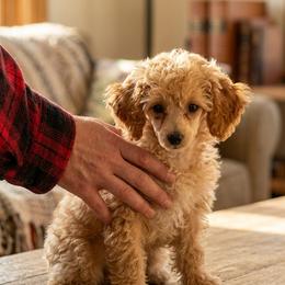 Poodle puppies from Standard Hearts