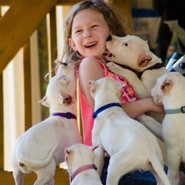 Dogo Argentino and Pembroke Welsh Corgi Puppies from Storm Dogos & Country Corgis