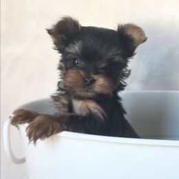 Yorkshire Terrier Puppies from Pretty Li'l Yorkies