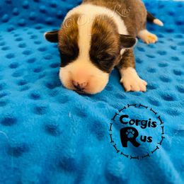 Cardigan Welsh Corgi and Pembroke Welsh Corgi Puppies from Corgis R Us