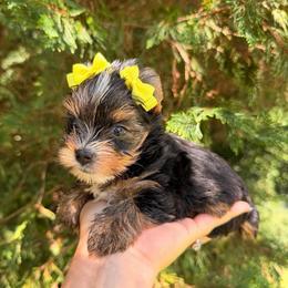 Daisy - Black and tan female Yorkshire Terrier puppy in Georgia from Nalley Kennels