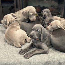 Weimaraner Puppies from Meadow Ridge Weims and Danes