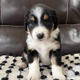 Zulu - Black tri-color female Aussiedoodle puppy in Heber City, Utah from Junipersdoodles