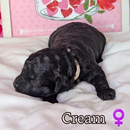 Cream Girl - Black and white female Shihpoo puppy in Rockledge, Florida from Stormie's Doodles