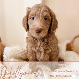 Hollywood - Apricot female Goldendoodle puppy in California City, California from Summer Sun Doodles