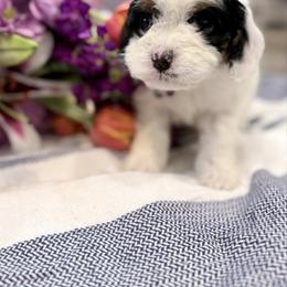Girl 4 - Tri-color female Cavapoo puppy in Bloomfield, Iowa from Schooley Doodles