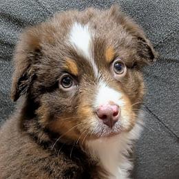Captian - Red tri male Miniature Australian Shepherd puppy in Frankfort, Indiana from Haleys Farm