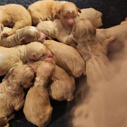 Girl 5 - Cafe female Labradoodle puppy in Fostoria, Michigan from North Country Kennel Club