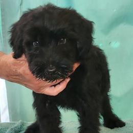 Boy 2 - male Giant Schnauzer puppy in Kokomo, Indiana from Tailwind Giant Schnauzers