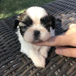 Shih Tzu Puppies from Willow Lane Shih Tzus