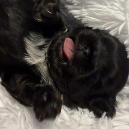 Dante - Black male Shih Tzu puppy in North Port, Florida from MarQue Shih Tzus