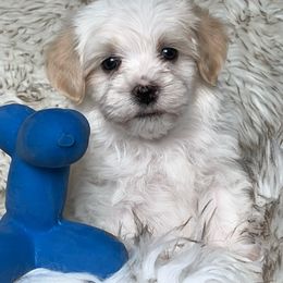 Havanese and Pug Puppies from Casa Blanca Pugs & Mardi Gras Havanese