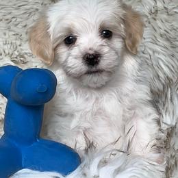 Havanese and Pug Puppies from Casa Blanca Pugs & Mardi Gras Havanese