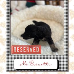 Biscotti - Sable female Poodle puppy in Ocean Springs, Mississippi from Forever Summer Standard Poodles