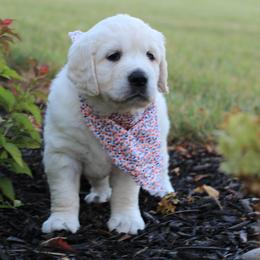 Miss Red - Light golden female Golden Retriever puppy in Greeneville, Tennessee from Majestic Mountain Goldens