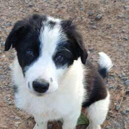 Border Collies and Pembroke Welsh Corgis from Cedar Springs Corgis