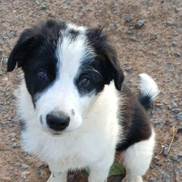 Border Collies and Pembroke Welsh Corgis from Cedar Springs Corgis