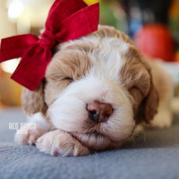 Ember - Blenheim female Cavapoo puppy in Salado, Texas from Red Ranch Dogs