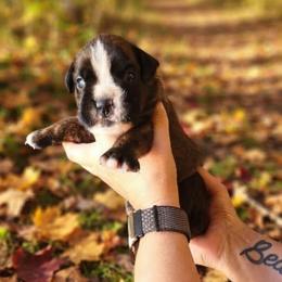 Voorees (boy) - Brindle male Boxer puppy in Red Boiling Springs, Tennessee from Silver Rain