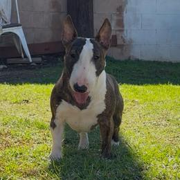 Tiny - Miniature Bull Terrier
