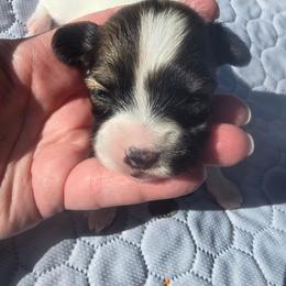 LAVENDER - Red white and sable female Papillon puppy in Hollister, Missouri from Swan Creek Kennel