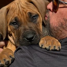 Boerboel Puppies from Erickson Ranch Boerboels