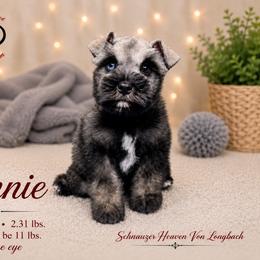 Lennie AKC-blue eye - Salt and pepper male Miniature Schnauzer puppy in Pelzer, South Carolina from Schnauzer Heaven Von Longbach