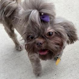 Shih Tzu Puppies from Mosley Kennel Shih Tzu