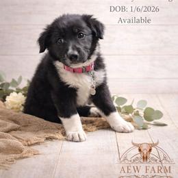 Raven - Black & white female Australian Shepherd puppy in Citra, Florida from AEW Farm