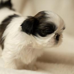 Shih Tzu Puppies from Good Lil Shih Tzu