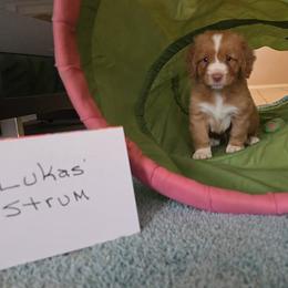 Lukas Strum - Red gold male Nova Scotia Duck Tolling Retriever puppy in Austin Tx, Texas from Hearts and Paws