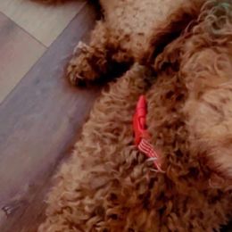 Goldendoodles from Jenny’s doodles