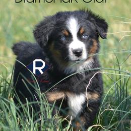 DiamondR Olaf - Black Tri Male - Black tri male Miniature Australian Shepherd puppy in Gravette, Arkansas from DiamondR Mini Aussies @ DiamondR Farm & Kennel