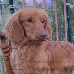 Hank - Red Dachshund puppy in Clyde Park, Montana from Boondachs FKA Koch’s Mini Dachshunds