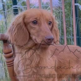 Hank - Red Dachshund puppy in Clyde Park, Montana from Boondachs FKA Koch’s Mini Dachshunds