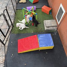 Dilute Retriever and Labrador Retriever Puppies from Longleaf Labradors