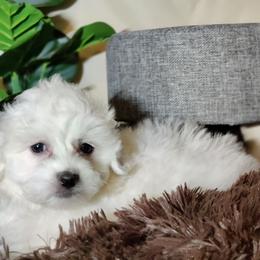 Coton de Tulear and Poodle Puppies from Legacy Pets