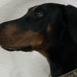 Dachshunds and Doberman Pinschers from Texas Mini Dachshunds & Dobermans