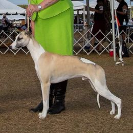 Connor - Whippet