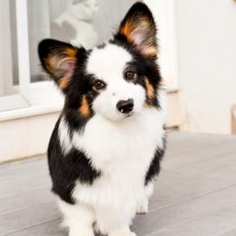Bodhi - Pembroke Welsh Corgi