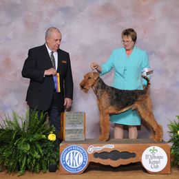 McCartney - Airedale Terrier