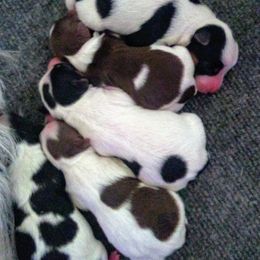 Biewer Terrier Puppies from Licks and Wags