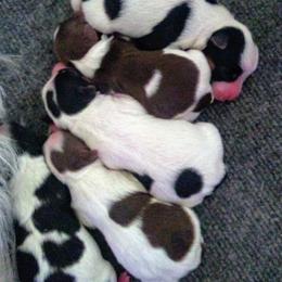 Biewer Terrier Puppies from Licks and Wags