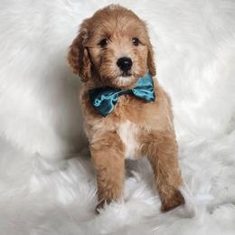 Mr Green - Apricot male Goldendoodle puppy in Cumming, Georgia from Chattahoochee Kennels
