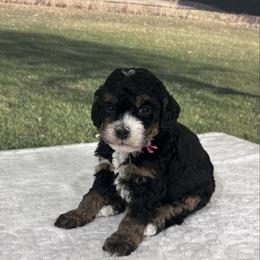 Rae - Tri-color female Bernedoodle puppy in Lincoln, Nebraska from GRand Doodles