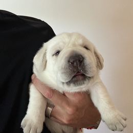 Labrador Retriever Puppies from Kanaloa Labs