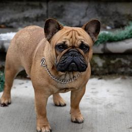 Hufflepuff - French Bulldog
