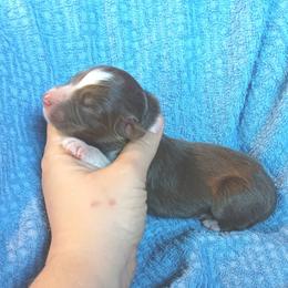 Boy 4 - Red tri-color male Australian Shepherd puppy in Sultan, Washington from Van Huitt Australian Shepherds